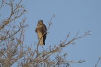 Scotland, Perthshire, Bird of prey perched in tree during winter frost.