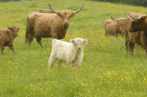 Scotland, Stirling, Highland cattle in the rain.