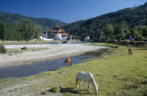 BHUTAN, Punakha, Punakha Dzong fortress temple by the Mo Chhu Mother River. Horses grazing on grass in the foreground.