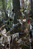 Scotland, Black Isle, Munlochy, Clootie Well, Clothing hanging from trees as part of an ancient pre Christian tradition. Pilgrims a make offerings to the  spring or well in the hope to have an illness...