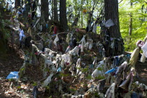 Scotland, Black Isle, Munlochy, Clootie Well, Clothing hanging from trees as part of an ancient pre Christian tradition. Pilgrims a make offerings to the  spring or well in the hope to have an illness...