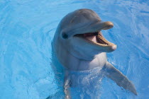 Cuba, Havana, Acurario Nacional, dolphin in the water of the National Aquarium.