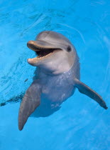 Cuba, Havana, Acurario Nacional, dolphin in the water of the National Aquarium.