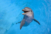 Cuba, Havana, Acurario Nacional, dolphin in the water of the National Aquarium.