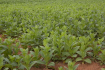 Cuba, Vinales, Tobacco plants growing on a plantation in the Valle de Vinales.