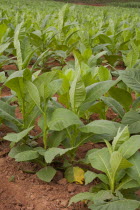 Cuba, Vinales, Tobacco plants growing on a plantation in the Valle de Vinales.