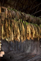 Cuba, Vinales, Tobacco leafs suitable for cigars hanging in a drying house on a plantation in the Valle de Vinales.