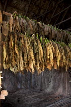 Cuba, Vinales, Tobacco leafs suitable for cigars hanging in a drying house on a plantation in the Valle de Vinales.
