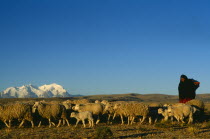 Bolivia, La Paz, Altiplano, Quechua woman with flock of sheep and Illimani mountain peak behind.