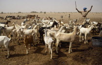 Mali, Massina, Lere, Goat herd and cattle with herdsmane at desert well.