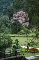 Malaysia, Penang, Georgetown, Penang Botanic Gardens with Queen Of Flowers tree Lagerstroemia loudonii in bloom with pink flowers