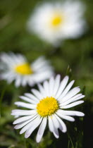 Landscapes, Gardens, Plants, Common daisy Bellis perennis also known as Bruiswort Lawn Daisy and Eye of The Day flowering on a lawn in an English garden.