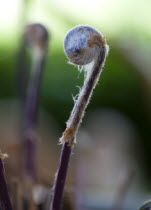 Landscape, Gardens, Plants, Unfurled frond or leaf of Osmunda regalis Royal Fern or Flowering Fern a deciduous herbaceous plant now rare due to wetland drainage.