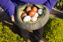 Agriculture, Poultry, Chickens, Lady in her allotment holding a hat containing a variety of free range eggs that she has collected from her hens.