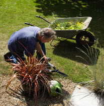 England, West Sussex, Chichester, Gardener beside wheelbarrow trimming lawn edges with shears in summer garden.