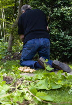 England, West Sussex, Bognor Regis, Man on his knees digging up potatoes in a vegetable plot on an allotment.