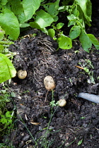 England, West Sussex, Bognor Regis, Freshly unearthed potatoes in a vegetable plot on an allotment.