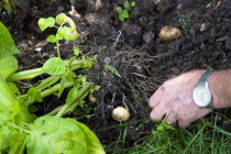 England, West Sussex, Bognor Regis, Freshly unearthed potatoes in a vegetable plot on an allotment.