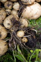 England, West Sussex, Bognor Regis, Freshly unearthed potatoes in a vegetable plot on an allotment.