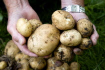 England, West Sussex, Bognor Regis, Man holding freshly unearthed potatoes in a vegetable plot on an allotment.