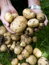 England, West Sussex, Bognor Regis, Man holding freshly unearthed potatoes in a vegetable plot on an allotment.