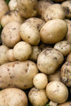 England, West Sussex, Bognor Regis, Freshly unearthed potatoes in a vegetable plot on an allotment.