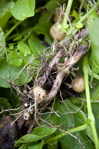 England, West Sussex, Bognor Regis, Freshly unearthed potatoes showing roots of plant in a vegetable plot on an allotment.