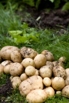 England, West Sussex, Bognor Regis, Freshly unearthed potatoes in a vegetable plot on an allotment.