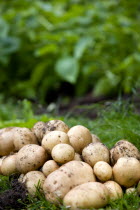 England, West Sussex, Bognor Regis, Freshly unearthed potatoes in a vegetable plot on an allotment.