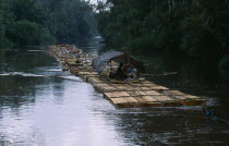 Borneo, Industry, Floating cut timber down river.