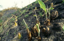 Bangladesh, Chittagong Hills, Slash And Burn clerance of land for agricultural crops.