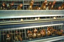 South Africa, Western Cape, Simondium, Battery Hens on commercial poultry farm.