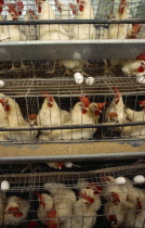 Colombia, Tolima, Ibague, Battery hens in cages of commercial poultry farm.