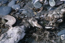 Argentina, Santa Cruz, Punta Dungeness, Dead penguins cover in oil pollution.