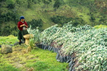 Ecuador, Woman with eucalyptus saplings to be used in reforestation project near Cuenca.