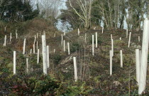 Environment, Reforestation, Replanting of trees in deforested area.  Young saplings in protective tubing growing in area of deciduous trees.