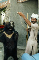 Pakistan, Performing Animals, Man with dancing bear led by chain attached to ring through its nose.