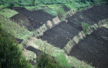 Rwanda, Gishwati, Planting potatoes on hillside cleared for growing crops and divided into plots by strips of Elephant Grass Pennisetum Purpureum to check soil erosion.