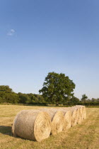 England, Wiltshire, Bales of hay in a field.