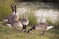 England, Canada Geese, Branta Canadensis.