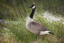 England, Canada Goose, Branta Canadensis.