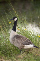 England, Canada Goose, Branta Canadensis.