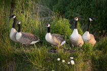 England, Family of Canada Geese, Branta Canadensis.