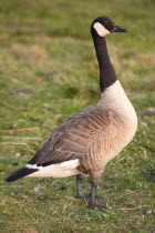 England, Canada Goose, Branta Canadensis.