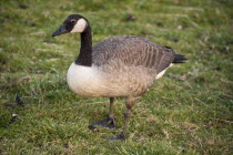 England, Canada Goose, Branta Canadensis.