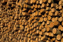 Ireland, County Louth, Cooley Peninsula, Cut timber stacked.