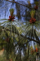 Ireland, North, Belfast, Botanic Gardens, details of Pine tree male pollen cone shaped like a pineapple.