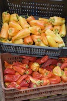 Hungary, Pest County, Budapest, crates of red and orange Capsicum annuum, bell peppers or chili peppers, on fresh produce stall at the rail terminus Budapest Nyugati palyaudvar. When dried, ground to...