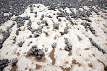 England, East Sussex, Birling Gap, Pebbles of various sizes deposited on chalk shelf by the sea.