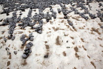 England, East Sussex, Birling Gap, Pebbles of various sizes deposited on chalk shelf by the sea.